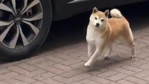 Happy pupper dance..🐕🐾😊