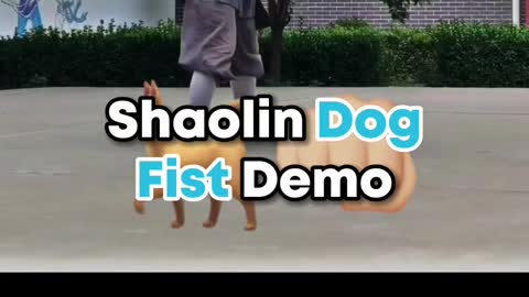 Shaolin Kung Fu Dog Fist Demonstration by one of the Masters! #shaolin #kungfu #dog #demo #master
