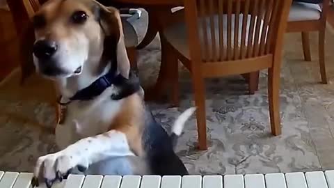 This dog is really amazing he sing and playing piano