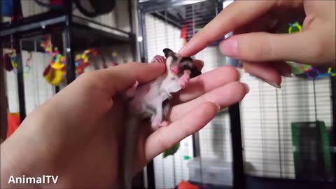 FUNNIEST SUGAR GLIDERS Flying - Funny & Cute Compilation