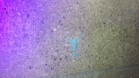 Scorpion Glows in the Dark with UV Flashlight