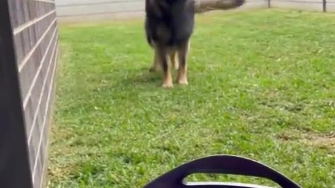 Funny dog 🐕🐕🐕 video viral