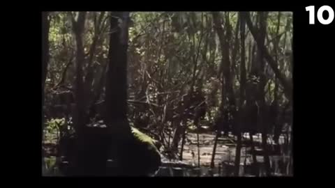Top 15 Real & Rare Bigfoot Videos Caught on Camera