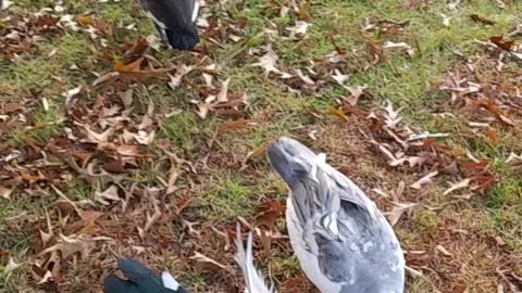 2 Muscovy Ducks "Fighting" Mallards just watching.