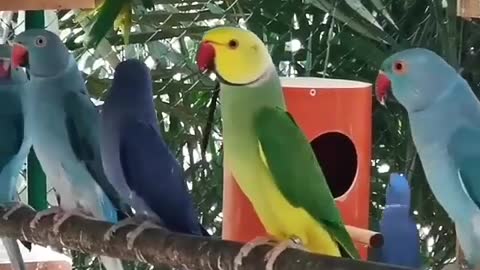 A group of parrot in a whole cage