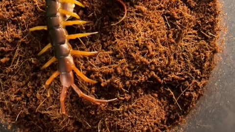 Vietnamese Giant Centipede