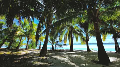 4 hours of Palm Trees on the Beach with gentle waves for relaxing, studying, sleeping, meditation.