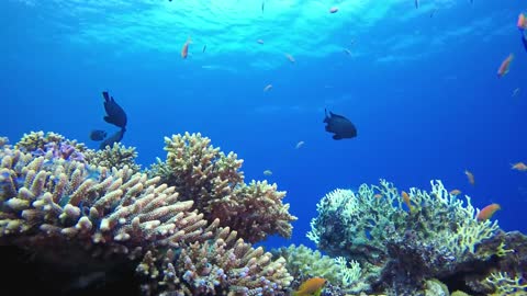 Ocean life with calming music