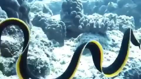 swimming ribbon eel