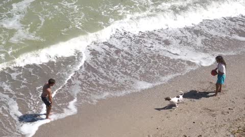 Dog playing on the beach 2