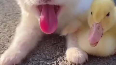 White cutest Dog and Smallest yellow duck playing with lovingly