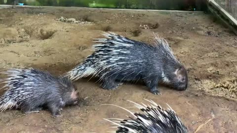 Wildlife Porcupine video - Lovely Animals video