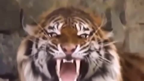Roaring Majesty: CJ the Sumatran Tiger