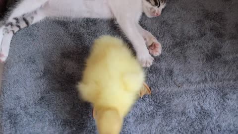 Kitten and little duck || The cutest couple you've ever seen.Very cute