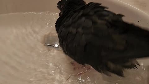 Flock it Farm: Shirley taking a bath