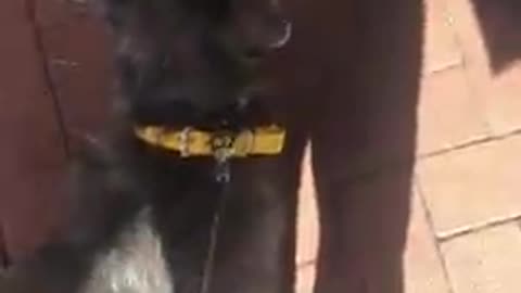 Dog Kisses Bear - Dog Training in Baltimore
