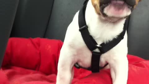 Loki the 12 week old French Bulldog believes he belongs in the front seat