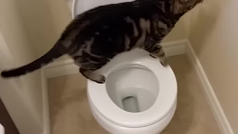 Intelligent cat