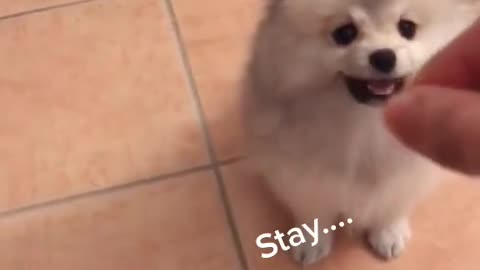 Pomeranian Learning A Trick