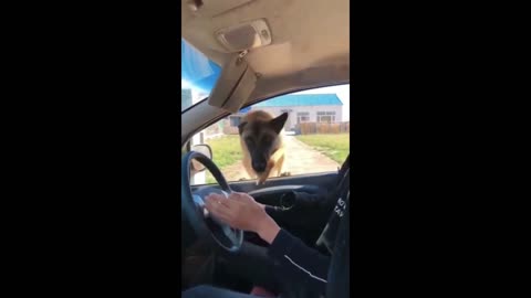 Epic Dog Jump - Hilarious Furry Acrobat