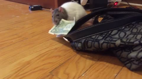 Rata hambrienta de dinero se roba un billete de una cartera