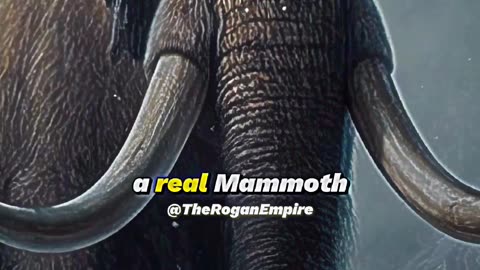 A real mammoth is going to born