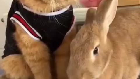 cute cat and bunny