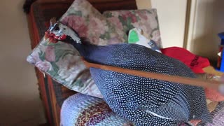 Pet Guinea Fowl enjoys tickling with a back-scratcher