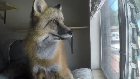 Loki the Red Dog at home looking out the window