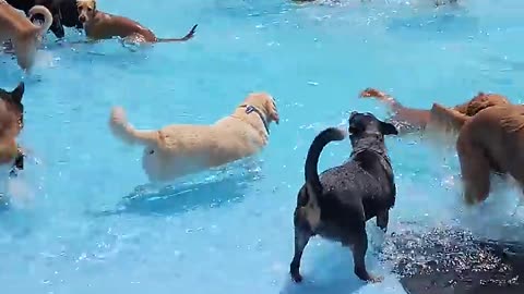 Pool day for the pups||viraldog
