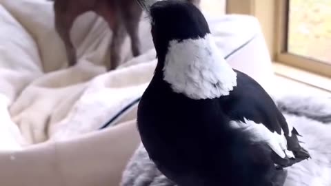 Bird Can Imitate Sounds It Hears