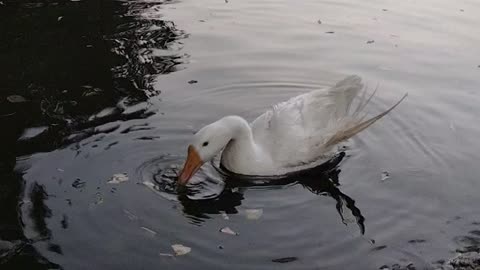 Goose In Water Video By Kingdom Of Awais