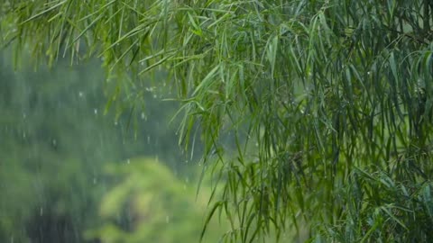 "Dancing in the Rain: A Beautiful Symphony of Trees, Leaves, and Foliage"