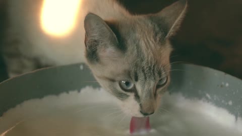 Cat drinking water