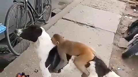 Dog monkey friendship