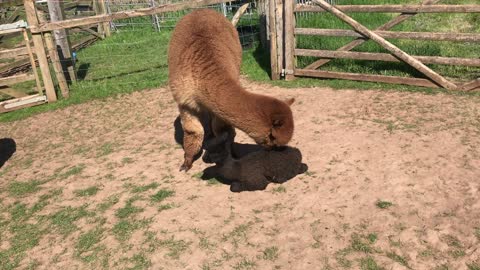 Blossom the Mama Alpaca Squishes Her Daughter Violet