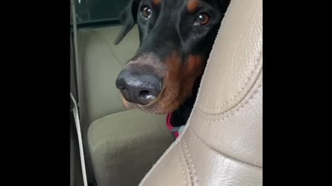 Doberman Pincher being launched at a park