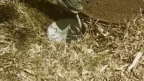 Cute Armadillo Rescued From Hole!