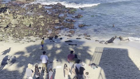 Sea Lions Chase Away Tourists