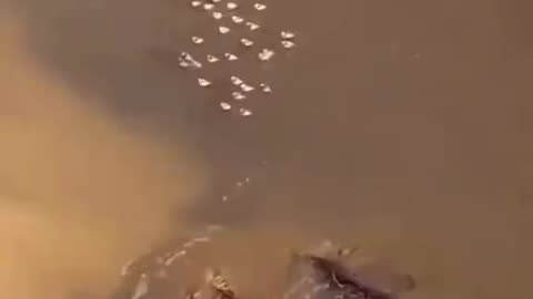 Birds with water