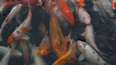 Fish Video