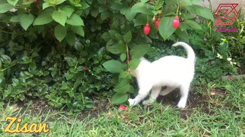 cat playing in the garden