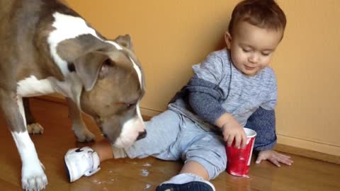 Baby gives pit bull a "puppuccino"
