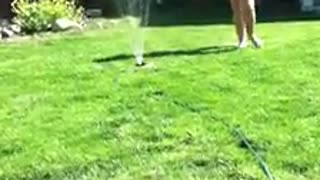 Dog loves playing with sprinkler