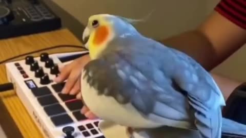 A parrot sings to a musical rhythm. Most beautiful video: 🦜🦜