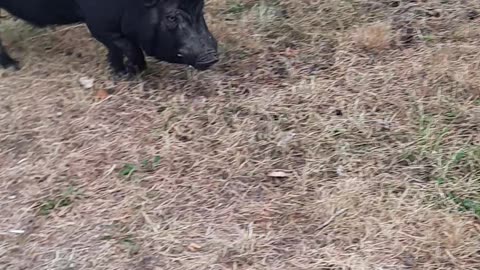 Wild boar walks in the city center