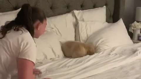 Playing with shy golden retriever.mp4