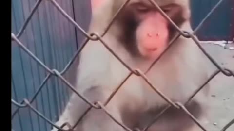Funny animal videos|Cute animal videos |funny video | Monkey Fails | wait for End | try to not laugh
