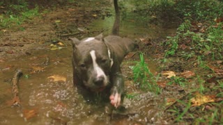 This Dog Enjoys His Bath