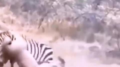 Brother Zebra: I just don't want to fight you, I'm not afraid of you!